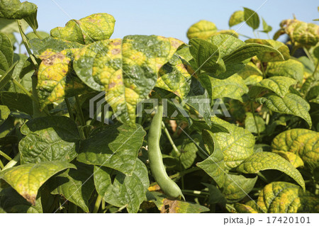 十勝産の金時豆 17420101