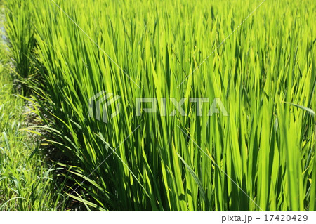 稲の葉 17420429