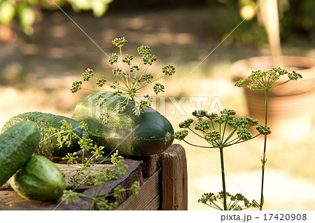 cucumbers and dill 17420908