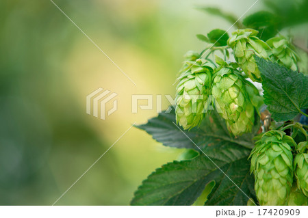 hop cones with place for text 17420909