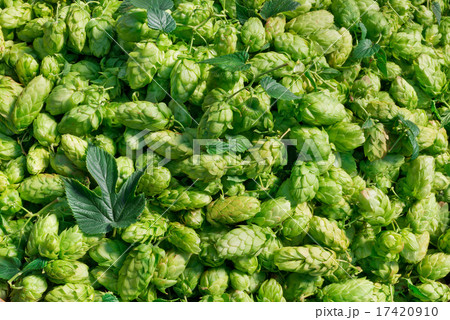 hop cones 17420910