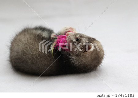 ベビーフェレット　１ 17421183