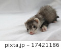 ベビーフェレット　４ 17421186
