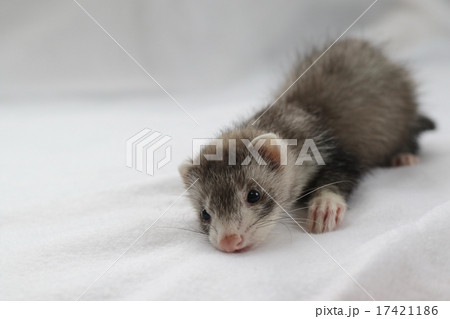 ベビーフェレット　４ 17421186