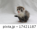 ベビーフェレット　５ 17421187