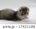 ベビーフェレット　６ 17421188
