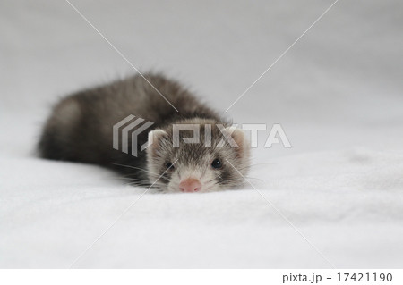 ベビーフェレット　８ 17421190