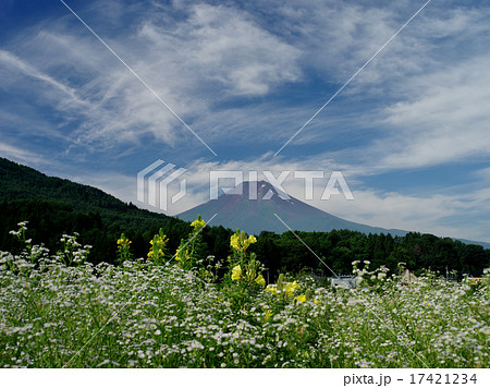 月見草咲く 月見草咲く 17421234