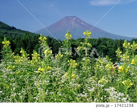 月見草咲く 17421238