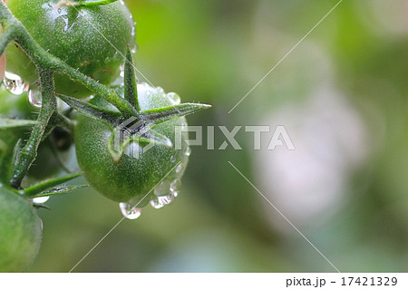 雨上がりの家庭菜園で無農薬栽培している未完熟ミニトマト 雨上がりの家庭菜園で無農薬栽培している未完熟ミニトマト 17421329