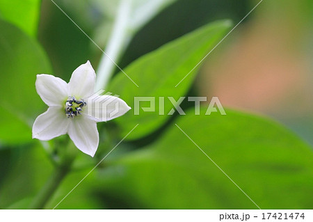 家庭菜園のピーマンの花　野菜の花 17421474