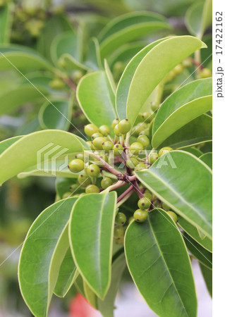 クロガネモチ 17422162