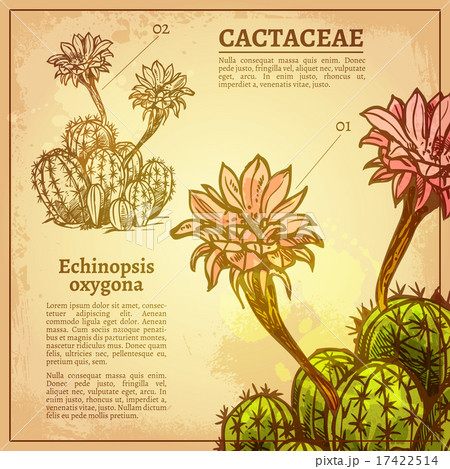 Cactus Botanical Illustration 17422514