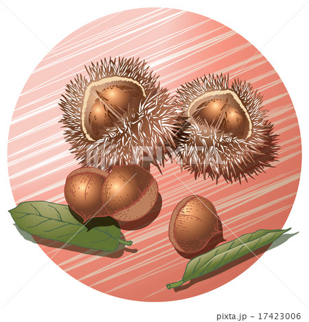 毬栗（薄紅色の背景） 17423006