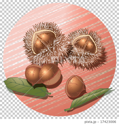 毬栗（薄紅色の背景） 17423006