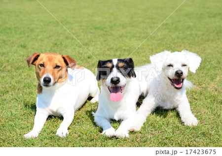 仲良し♪ 仲良し♪ 17423675