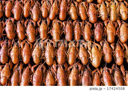 Many crawfishes 17424508