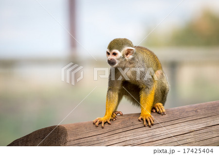 Squirrel Monkey Squirrel Monkey 17425404