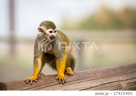 Squirrel Monkey Squirrel Monkey 17425405