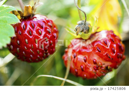 Wild strawberry macro 17425806