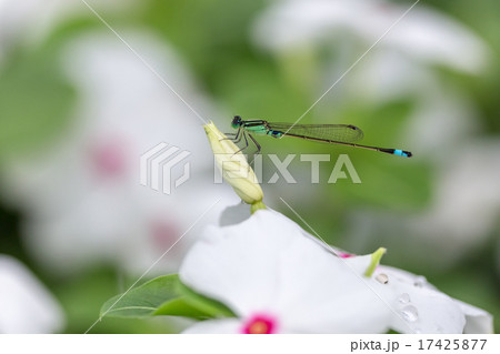 ヒヌマイトトンボ ヒヌマイトトンボ 17425877