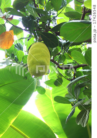 パラミツ 17426548