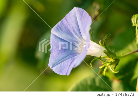 マルバアメリカアサガオ マルバアメリカアサガオ 17426572