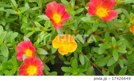 秋の花壇の花　ポーチュラカ 17426649