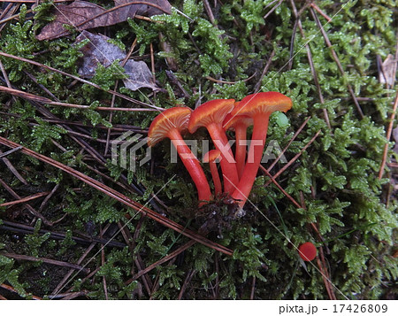 ベニヒガサ 17426809