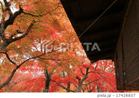 箱根美術館の紅葉02 17426837