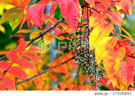 漆の紅葉 漆の紅葉 17426841