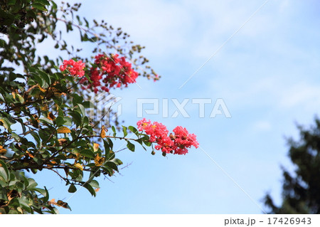サルスベリの花 サルスベリの花 17426943