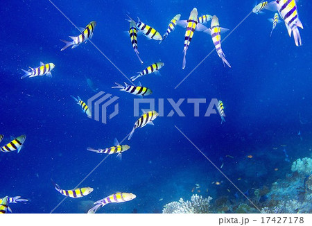 インド洋の真珠モルディブの美しいサンゴ礁の海を泳ぐ熱帯の魚たちの写真素材