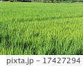 田んぼ 17427294