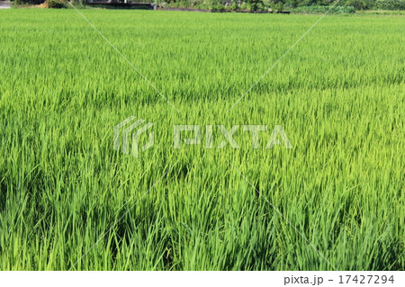 田んぼ 17427294
