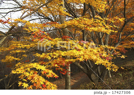 二十曲峠の紅葉 17427306