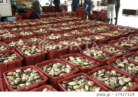 ハマグリ 17427329