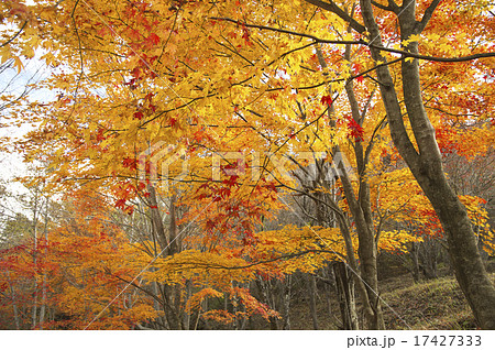 二十曲峠の紅葉 17427333