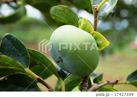 青い庄内柿 青い庄内柿 17427399