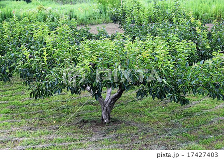 青い庄内柿 17427403