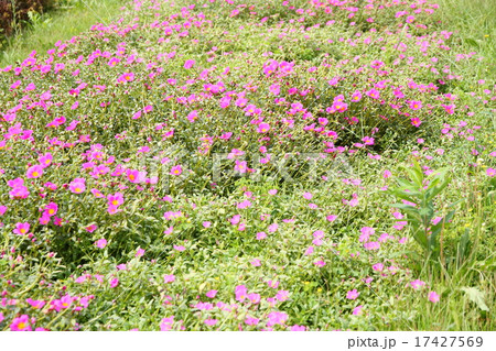 ポーチュラカの花 17427569