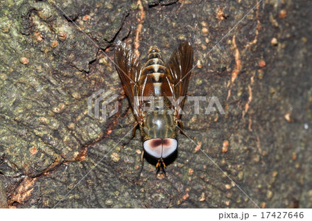 ウシアブ 17427646