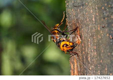 樹液に来たオオスズメバチ 17427652