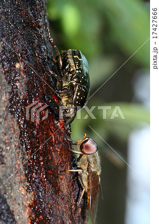 樹液を舐めるシロテンハナムグリ、ウシアブ、ヨツボシオオキスイ 樹液を舐めるシロテンハナムグリ、ウシアブ、ヨツボシオオキスイ 17427666