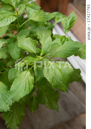 アオジソ 17427793