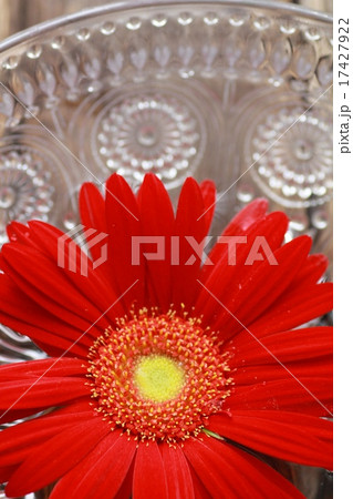 ガラスの器に浮かべた赤いガーベラ　切り花 17427922