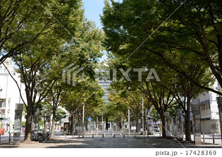 青葉公園 17428369