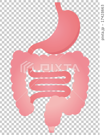 Gastrointestinal digestive tract 17428663