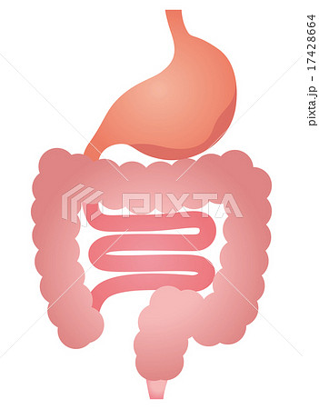 胃腸 消化器 胃もたれのイラスト素材