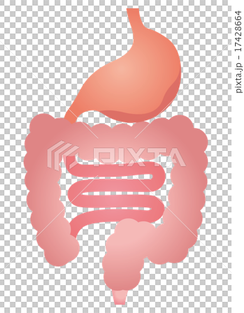 胃腸　消化器　胃もたれ 17428664